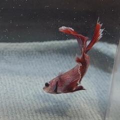 【自家繁殖】熱帯魚　闘魚　ベタの画像