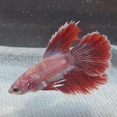 【自家繁殖】熱帯魚　闘魚　ベタの画像