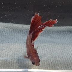【自家繁殖】熱帯魚　闘魚　ベタの画像