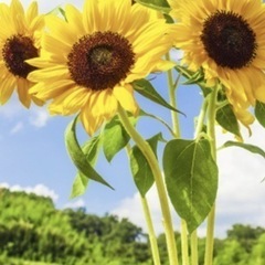 【 北九州界隈🌻 】20代〜50代まで幅広くオープンチャッ…
