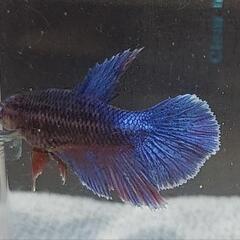 【自家繁殖】熱帯魚　闘魚　ベタの画像