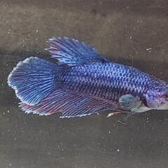 【自家繁殖】熱帯魚　闘魚　ベタの画像
