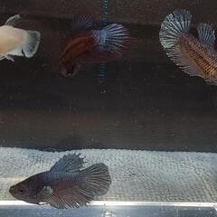 【自家繁殖】熱帯魚　闘魚　ベタの画像
