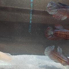 【自家繁殖】熱帯魚　闘魚　ベタの画像
