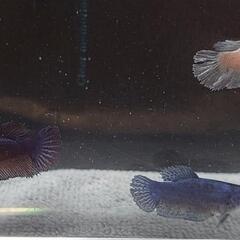 【自家繁殖】熱帯魚　闘魚　ベタの画像