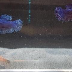 【自家繁殖】熱帯魚　闘魚　ベタの画像