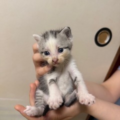 里親様募集二匹