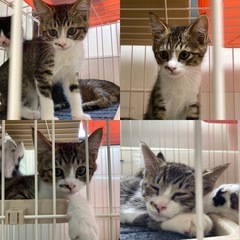 可愛い子猫3兄妹