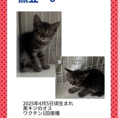 兄弟子猫(黒豆とうどん)