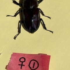 ニジイロクワガタ(紫紺系)新成虫4頭(♂♀♀♀)の画像