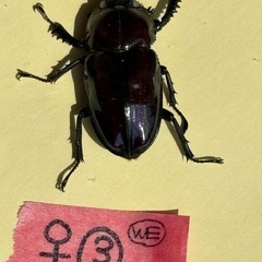 ニジイロクワガタ(紫紺系)新成虫4頭(♂♀♀♀)の画像