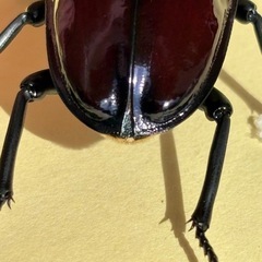 ニジイロクワガタ(紫紺系)新成虫4頭(♂♀♀♀)の画像