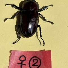 ニジイロクワガタ(紫紺系)新成虫4頭(♂♀♀♀)の画像