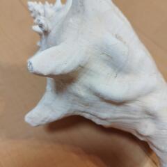 コンク貝　ピンク貝　置物　天然　貝殻　 の画像