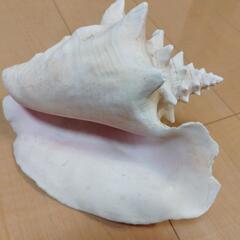 コンク貝　ピンク貝　置物　天然　貝殻　 の画像