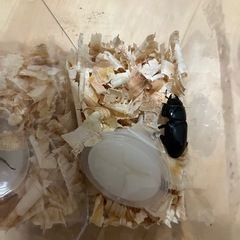 早いもの勝ち　ヒラタクワガタ ペアの画像