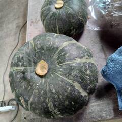 お買い得！完熟栗かぼちゃ・訳アリ品(5kg) 現在高騰中！の画像