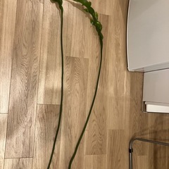 月下美人 シュート 90cm超えの画像