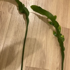 月下美人 シュート 90cm超えの画像