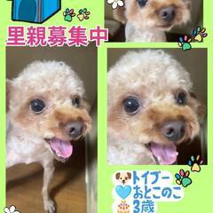 🍀トイプードル🩵おとこのこ🐕3歳🐾ロイ君🍀君を幸せにするからね🥹