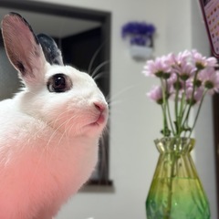かわいいウサギお譲りします！ ✨🐰