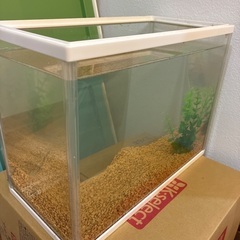 【無料/すぐお渡し可】5cmほどの和金1匹とGEX10ℓ水槽セットの画像