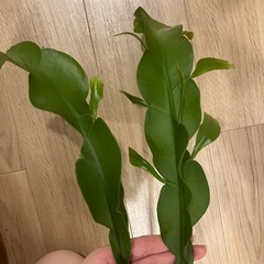月下美人 シュート 90cm超えの画像