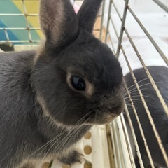 ネザーランドドワーフ