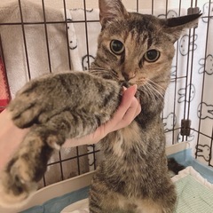 急募　家族になっていただける方