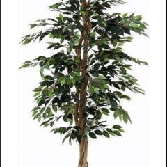 モデルルーム展示品※フェイクグリーン　フィカス　大型170㎝　美品の画像