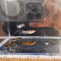 🐯【美虎メダカ(若魚)】5匹セットの画像