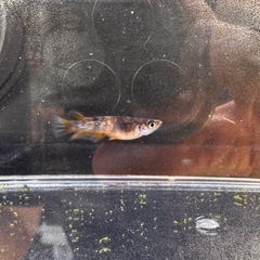 🐯【美虎メダカ(若魚)】5匹セットの画像