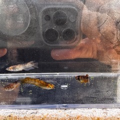 🐯【美虎メダカ(若魚)】5匹セットの画像