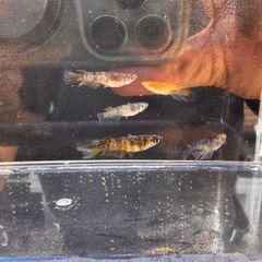 🐯【美虎メダカ(若魚)】5匹セットの画像
