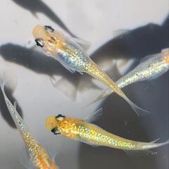 ②【宮桜】丈夫な大きめ子供🧡メダカ🩵 カラフル💛 稚魚 8匹 めだか ラメ 濃い 　一組様限定の画像
