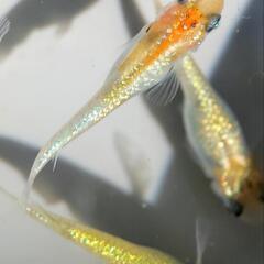 ②【宮桜】丈夫な大きめ子供🧡メダカ🩵 カラフル💛 稚魚 8匹 めだか ラメ 濃い 　一組様限定の画像