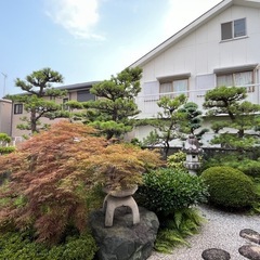松の画像