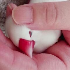 白文鳥、一時、募集中止します。