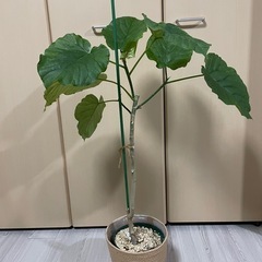 観葉植物　ウンベラータの画像