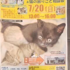 7月2０日東尾道で保護猫の譲渡会