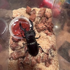 県内採取　ミヤマクワガタの画像