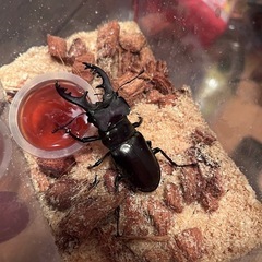 県内採取　ミヤマクワガタの画像