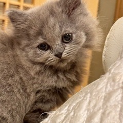 🐈🐱💓🐱🐈2025年7月27日(日) 立川すみれペットクリニック...