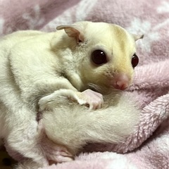 フクロモモンガ クリミノhetプラチナ男の子🩵 小顔のイケメンくん✨