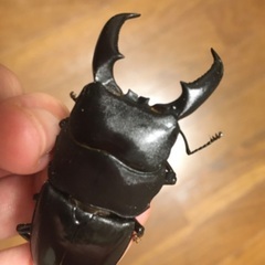 オキナワヒラタクワガタオスの画像