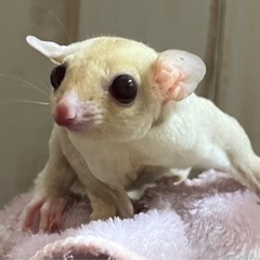 フクロモモンガ クリミノ イケメンくん🌺 すぐのお迎え可能…