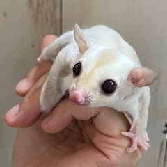 フクロモモンガ クリミノ 淡いカラーが綺麗な男の子🩵