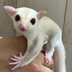 フクロモモンガ クリミノ イケメン男の子🌺
