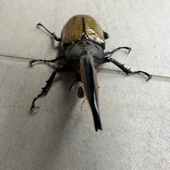 ヘラクレスオオカブト　オス　150mmの画像