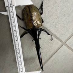 ヘラクレスオオカブト　オス　150mmの画像